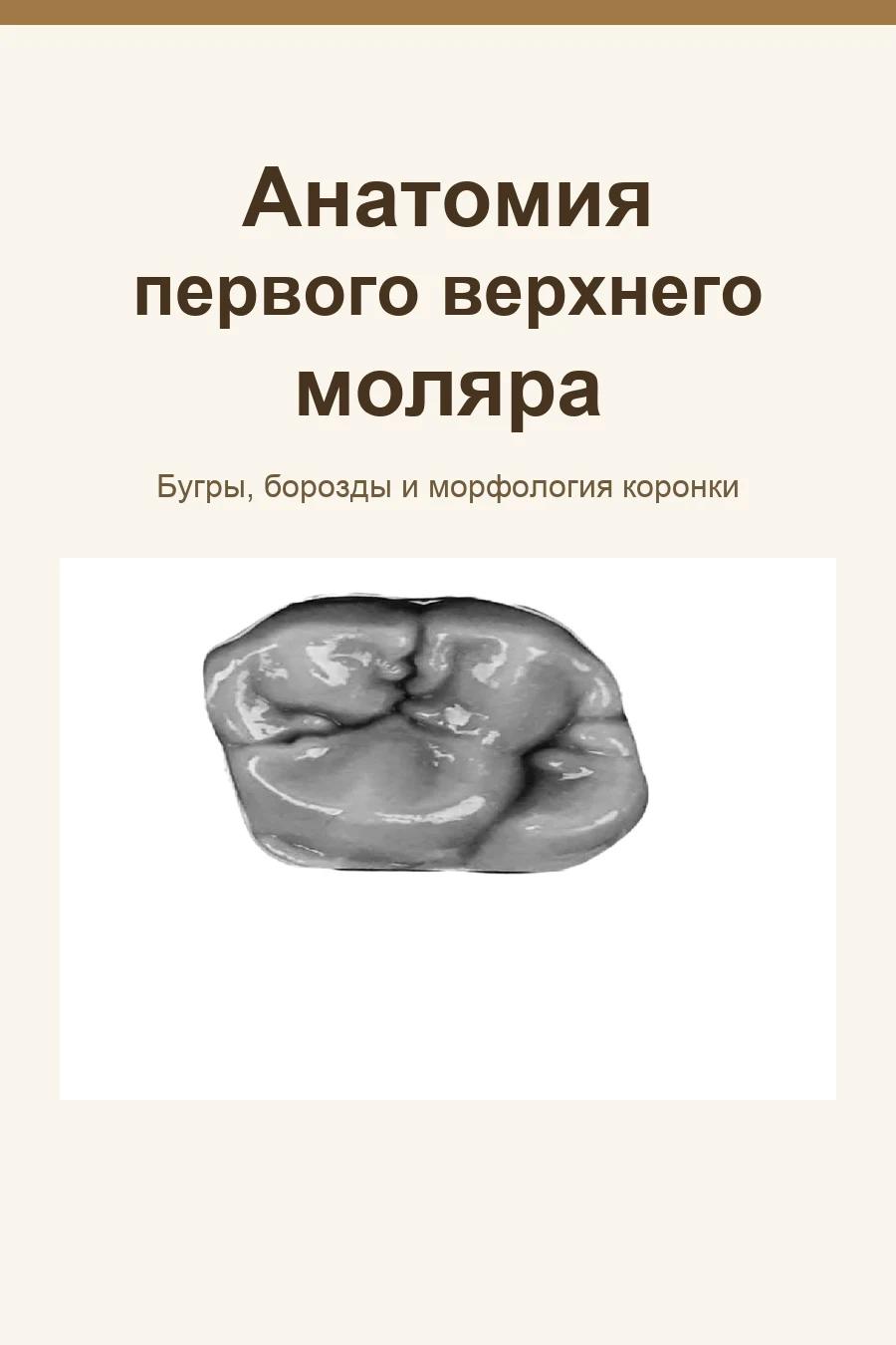 Обложка книги «Анатомия первого верхнего моляра»